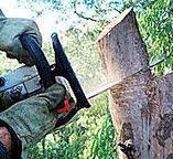 Best Stump Grinding and Removal  in Bard College, NY