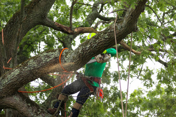  Bard College, NY Tree Care Pros
