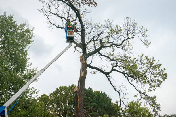 Best Hazardous Tree Removal  in Bard College, NY