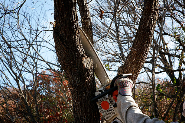 Best Pest Control for Lawns  in Bard College, NY