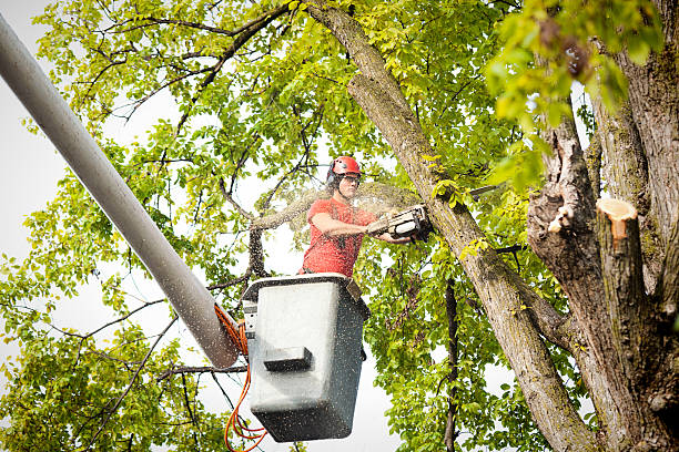 Best Tree Preservation Services  in Bard College, NY