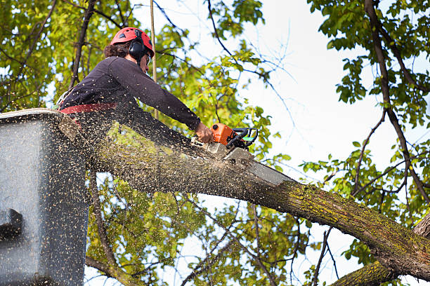 How Our Tree Care Process Works  in  Bard College, NY