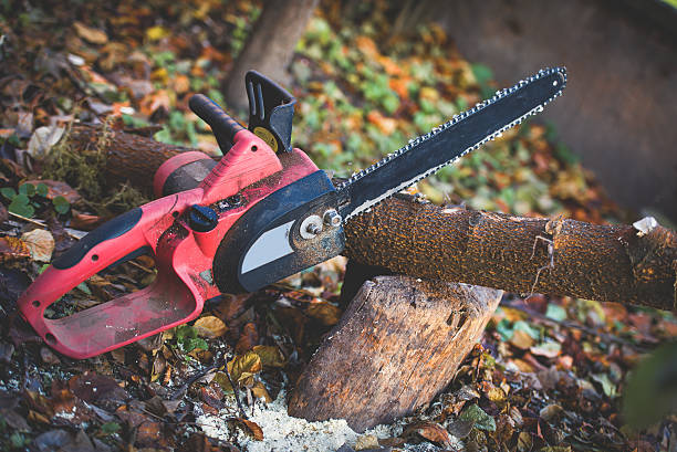 Bard College, NY Tree Care Company