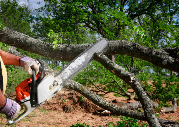 Best Tree Removal  in Bard College, NY
