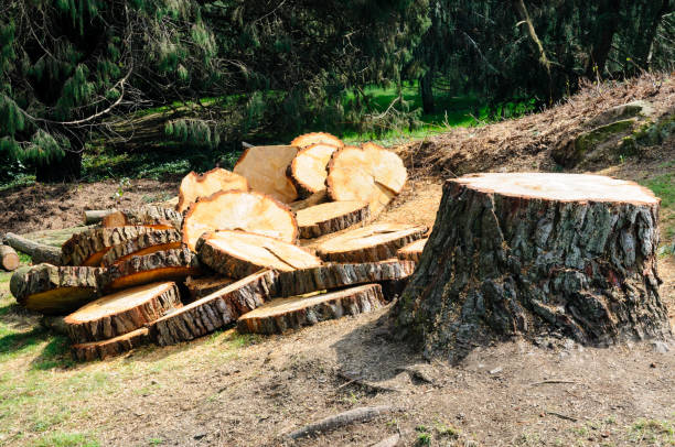 Best Tree Disease Treatment  in Bard College, NY